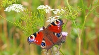 Magisch, vlinder, natuur, liefde.jpg